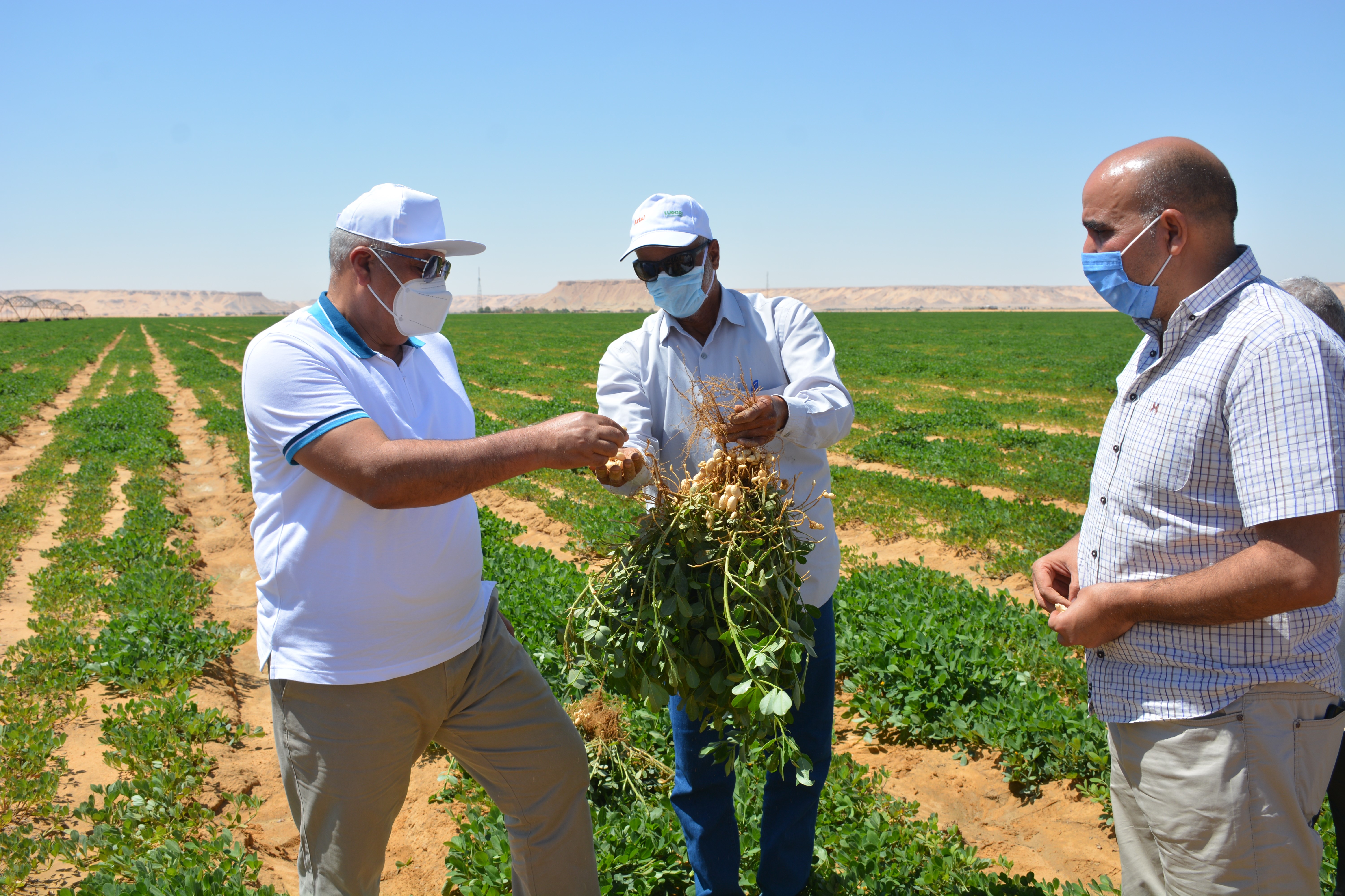 الفرافرة2.jpg